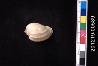 藏品(楊桃螺)的圖片