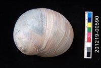 藏品(路易士玉螺)的圖片