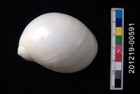 藏品(白玉螺)的圖片