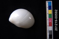 藏品(白玉螺)的圖片