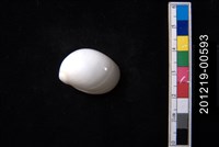 藏品(白玉螺)的圖片