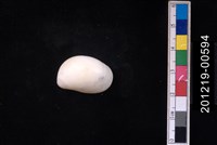 藏品(白玉螺)的圖片