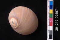 藏品(大玉螺)的圖片