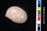 藏品(黑唇玉螺)的圖片