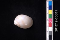 藏品(黑唇玉螺)的圖片