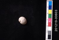 藏品(日本玉螺)的圖片