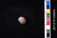 藏品(日本玉螺)的圖片