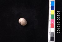 藏品(日本玉螺)的圖片