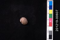 藏品(日本玉螺)的圖片