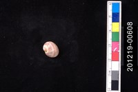 藏品(日本玉螺)的圖片