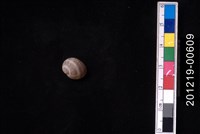 藏品(日本玉螺)的圖片