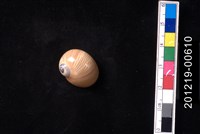 藏品(細紋玉螺)的圖片