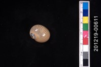 藏品(細紋玉螺)的圖片