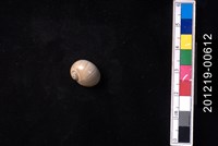 藏品(細紋玉螺)的圖片