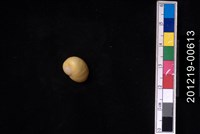 藏品(黃金玉螺)的圖片