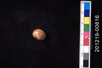 藏品(黑嘴玉螺)的圖片