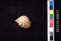 藏品(蛋糕織紋螺)的圖片