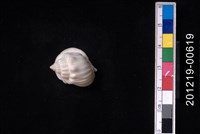 藏品(蛋糕織紋螺)的圖片