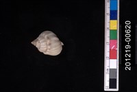 藏品(蛋糕織紋螺)的圖片