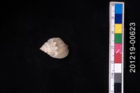 藏品(蛋糕織紋螺)的圖片