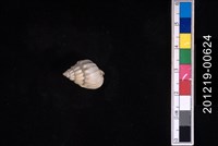 藏品(蛋糕織紋螺)的圖片