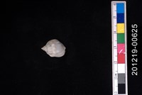 藏品(蛋糕織紋螺)的圖片