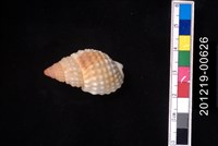 藏品(疣織紋螺)的圖片