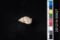 藏品(項鍊織紋螺)的圖片