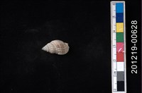 藏品(項鍊織紋螺)的圖片