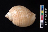 藏品(鶉螺)的圖片