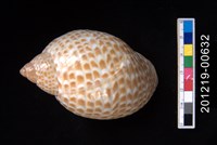 藏品(鶉螺)的圖片