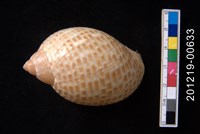 藏品(鶉螺)的圖片