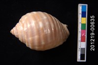 藏品(粗齒鶉螺)的圖片