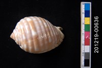 藏品(粗齒鶉螺)的圖片