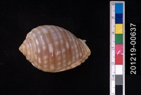 藏品(粗齒鶉螺)的圖片