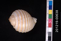 藏品(粗齒鶉螺)的圖片