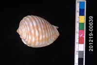 藏品(粗齒鶉螺)的圖片