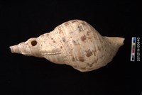 藏品(大法螺)的圖片