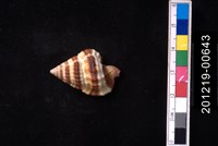 藏品(斑馬翼法螺)的圖片