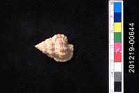 藏品(斑馬翼法螺)的圖片