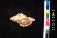 藏品(矮毛法螺)的圖片