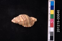 藏品(金色美法螺)的圖片