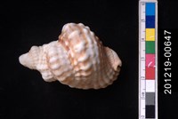 藏品(扭法螺)的圖片