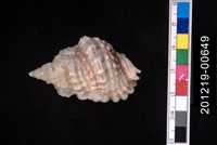 藏品(扭法螺)的圖片