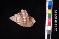 藏品(扭法螺)的圖片