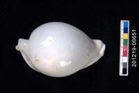 藏品(海兔螺)的圖片