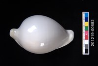 藏品(海兔螺)的圖片