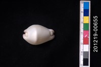 藏品(玉兔螺)的圖片