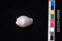 藏品(玉兔螺)的圖片