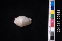 藏品(玉兔螺)的圖片